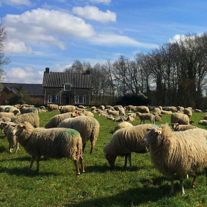 DKT-Udenhout-Header-schapen-zomer